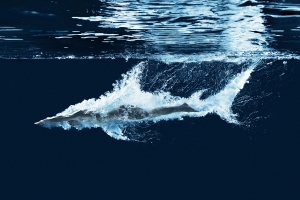 Arena Water Instinct